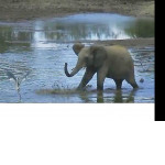 Забавное противостояние слона и цапли попало на видеокамеру в африканском парке ▶