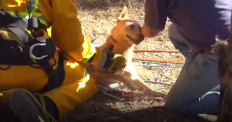 Пёс, гонясь за лисицей, упал в 12-метровую шахту в Австралии ▶