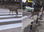 Терпеливый олень дождался очереди и перешёл дорогу по «зебре» в Японии