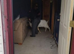 Вероломный козёл разбил стеклянные двери в чужом жилище и уснул в туалете ▶ 5
