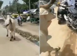 Агрессивная корова устроила погоню за мотоциклистом и попала на видео в Индии