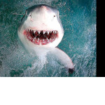 Белая акула приняла участие в фотосессии в ЮАР