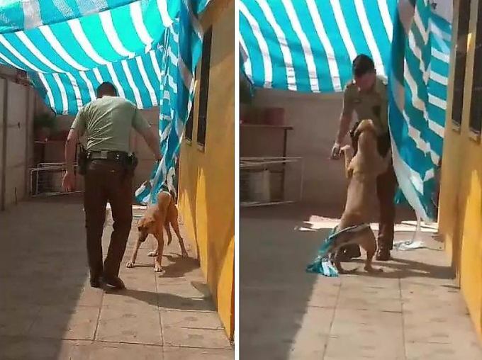 Благодарный пёс обнял полицейского, освободившего его от верёвки ▶