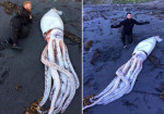 Гигантского кальмара обнаружили на побережье в Новой Зеландии