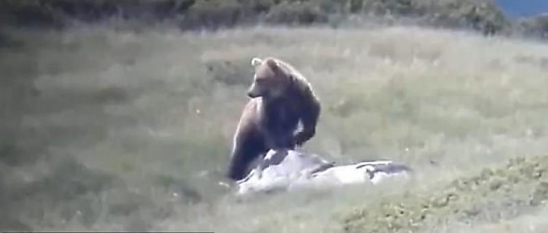 Хитрый медведь, сбежавший из вольера и преодолевший систему ловушек, объявлен в розыск в Италии ▶