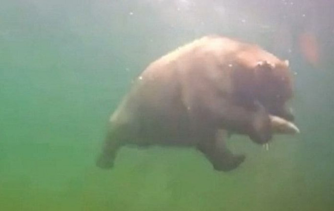 Косолапый дайвер, охотившийся на рыбу, был запечатлён в реке на Аляске (Видео)