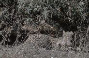 Леопард утащил двух детёнышей у дикой свиньи в Кении 5
