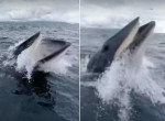 Неожиданное появление кита застало врасплох туристическое семейство