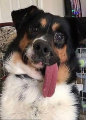 Глухой пёс, потерявший способность прятать язык, стал знаменитым в сети 1