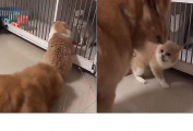 Пёс пожалел, что попытался разнять двух котов, устроивших разборку через клетку ▶