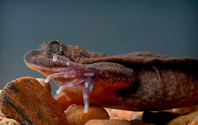 Самой одинокой лягушке на свете нашли невесту в Боливии ▶