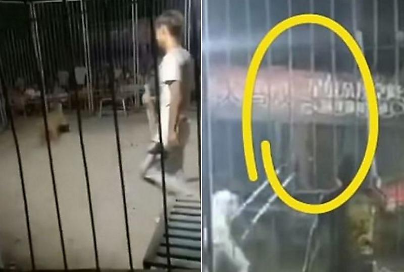 Тигр сбежал из клетки во время циркового шоу в Китае ▶