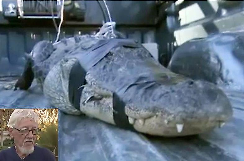 80-летний американец предотвратил побег крокодила, забравшегося к нему в огород ▶