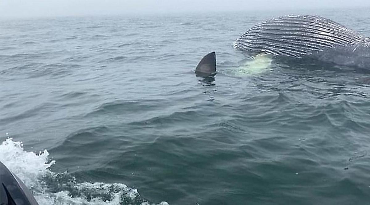 Акула, пирующая на туше кита, испугала туристов, врезавшись в их гидроцикл