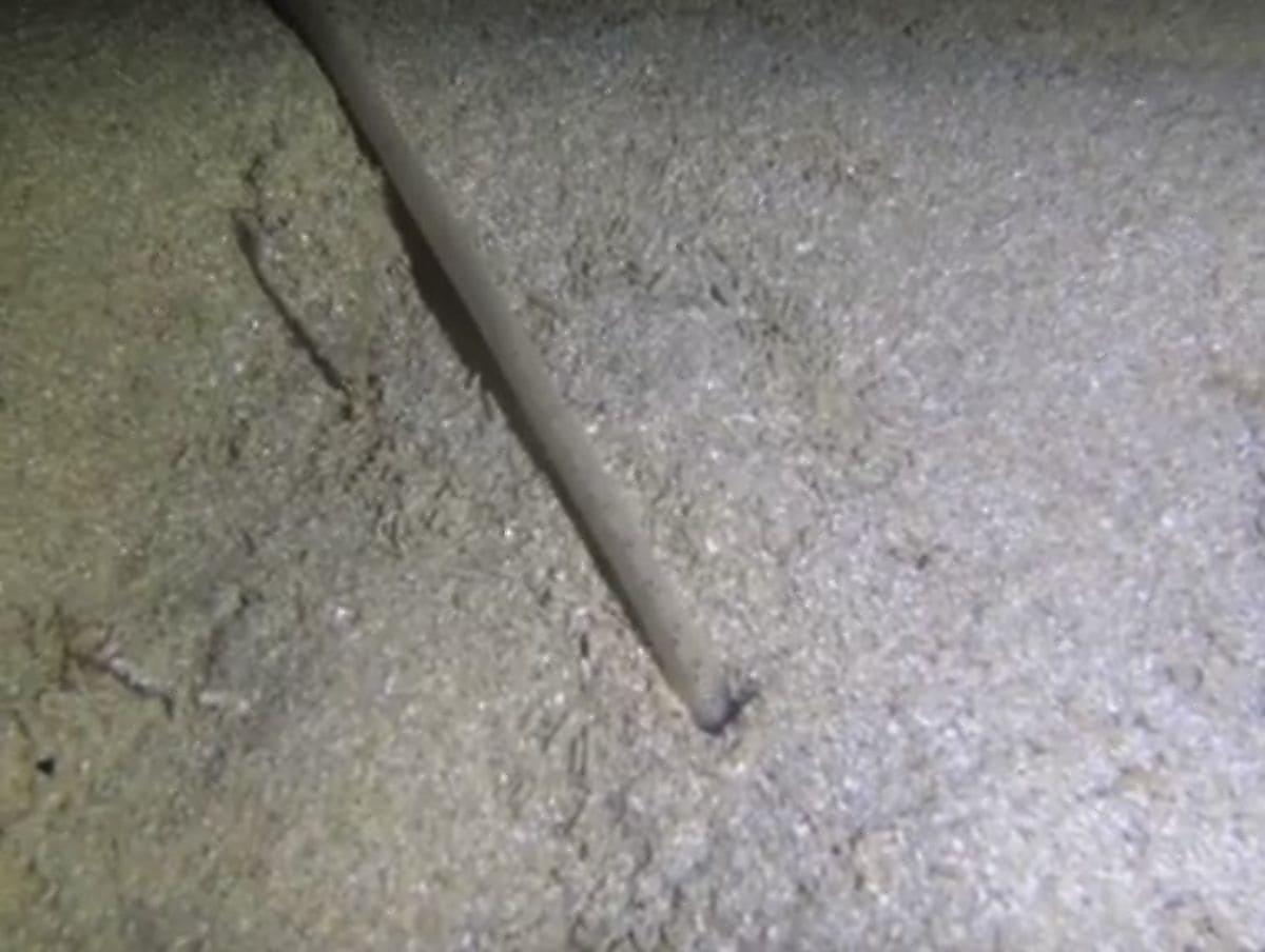 Длина морского червя поразила австралийского фридайвера