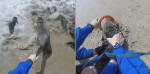 Два туриста спасли тюленёнка и лишили его пластикового «ожерелья» у побережья Намибии (Видео)