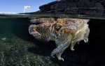 Фотограф запечатлел каракатицу с презервативом у побережья Неаполя 2