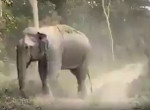 Грозный слон попытался выпроводить рейнджеров со своей территории и попал на видео в Индии
