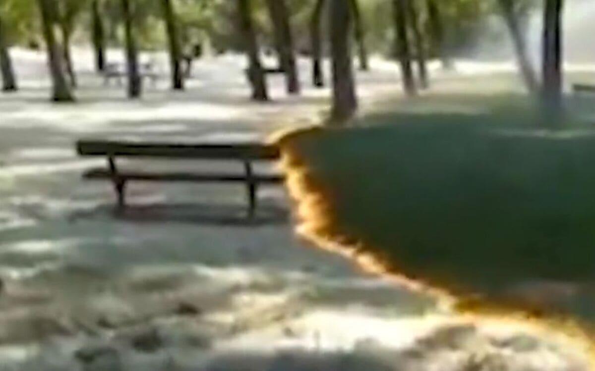 Испанец запечатлел огненную «реку», уничтожающую семена тополя в парке