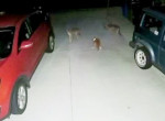 Кот по кличке Тигр отразил атаку двух койотов возле жилища своего хозяина ▶
