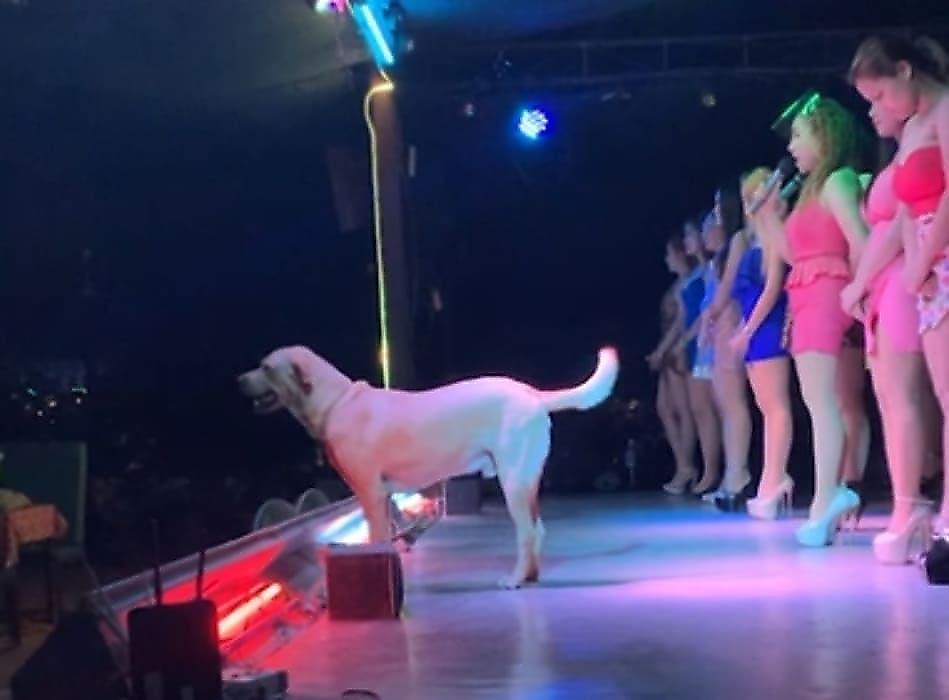 Любопытный пёс вышел на сцену и отвлёк внимание от девушек в Тайланде