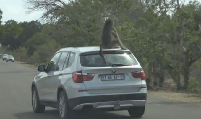 Нахальный бабуин прокатился на крыше автомобиля в национальном заповеднике в ЮАР (Видео)