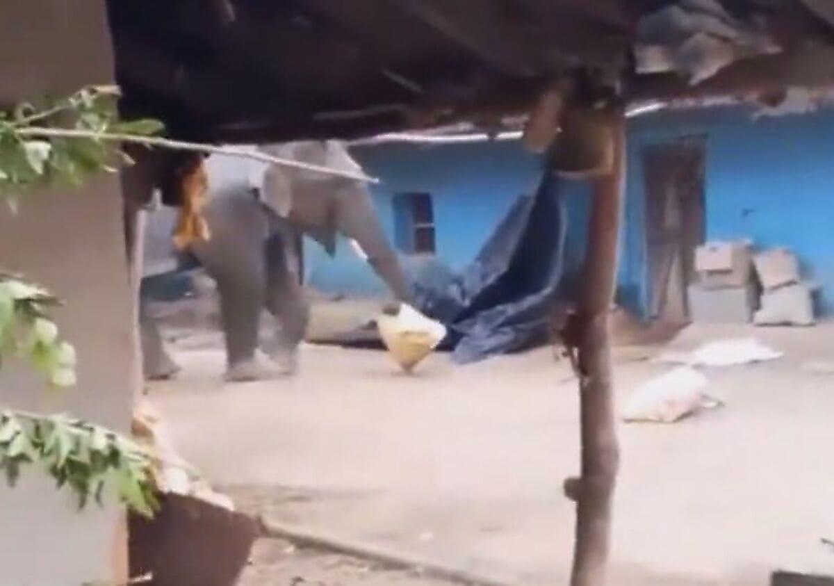 Слон, забравшись в чужое жилище, поел и унёс с собой мешок риса в Индии