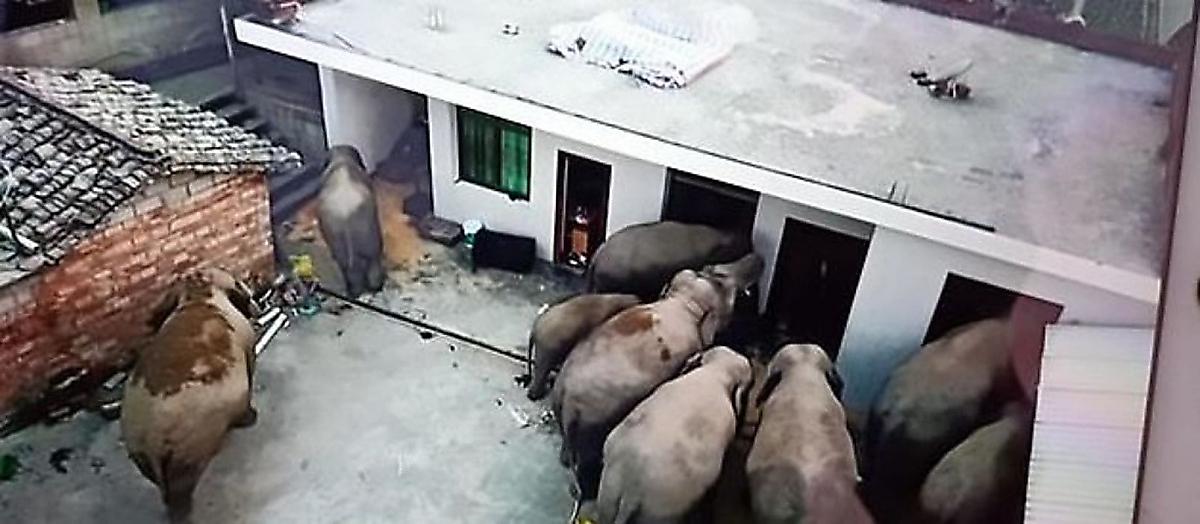 Слоны проникли в магазин и выпили 30 литров вина в Китае