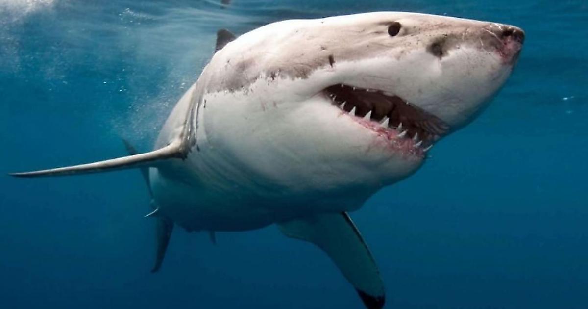 Белая акула напала на лодку туристов у побережья Австралии