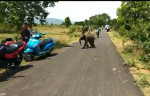 Брошенный слонёнок напал на туристов в Индии (Видео)