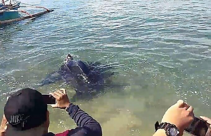 Черепаху весом полтонны освободили из рыбацких сетей на Филиппинах (Видео)