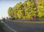 Парнокопытный путешественник «возглавил» вялотекущую пробку на дороге в Новой Зеландии
