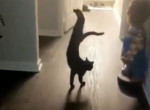 Кошка-«гимнастка» продемонстрировала грациозную стойку на передних лапах и прославилась в сети