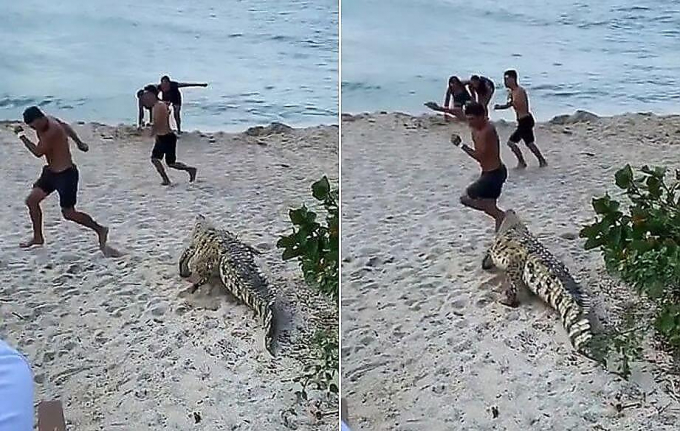Крокодил, неожиданно появившийся на пляже, поверг в ужас колумбийских отдыхающих ▶