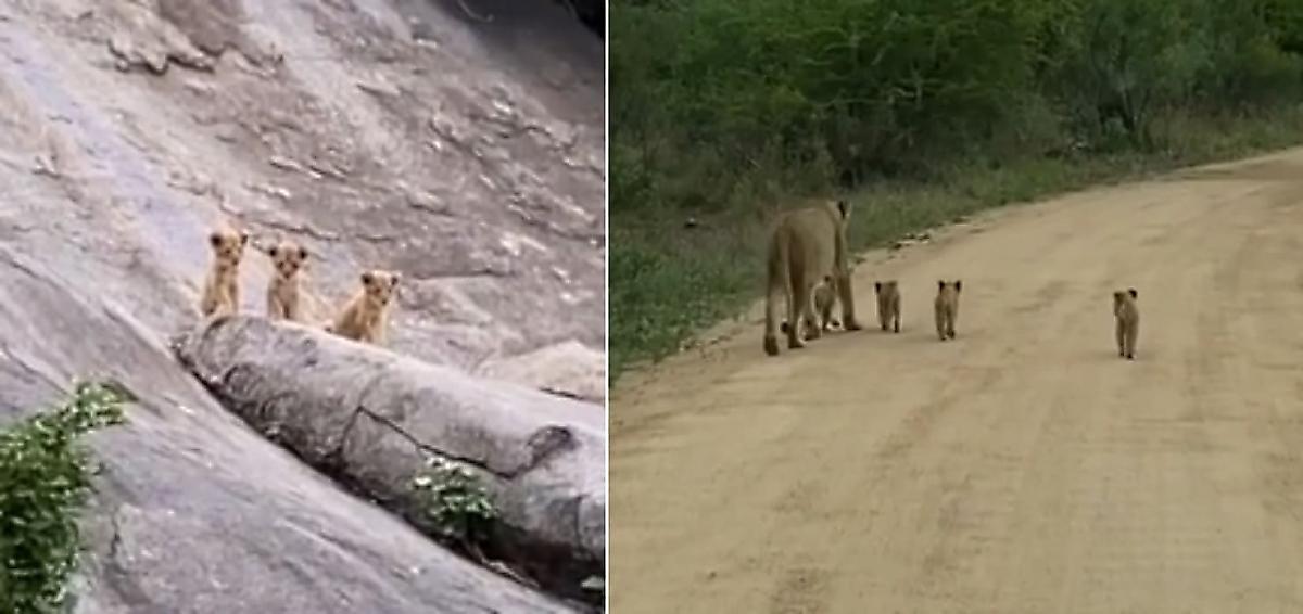 Маленькие львята, ожидающие свою мать, попали на видео в ЮАР