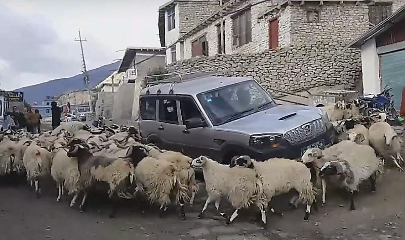 Автомобилист попал в плен к устроившим хоровод вокруг его машины овцам ▶