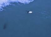 Белая акула проплыла рядом с сёрфером возле побережья Австралии (Видео)