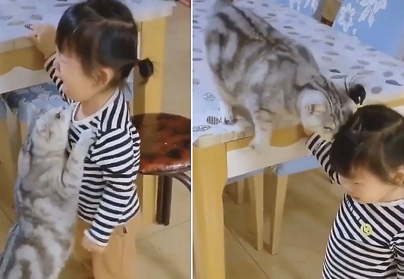 Кошка, утешающая ребёнка, растрогала китайские соцсети ▶