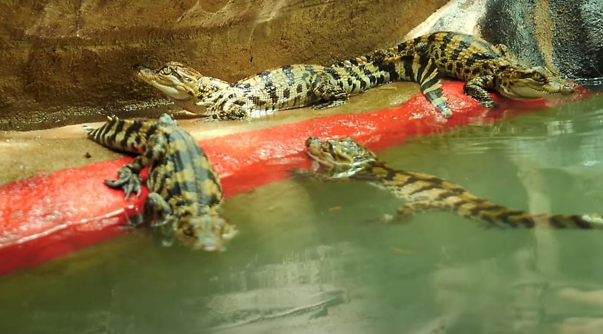 Любитель дикой природы вырыл пруд для спасённых детёнышей крокодила