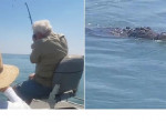 Массивный крокодил попал на крючок удочки австралийского рыбака ▶