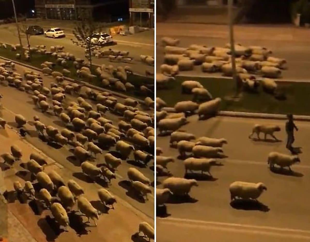 Овцы оккупировали пустынные улицы турецкого города