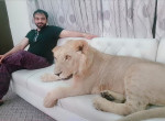 Пакистанец завёл льва в качестве домашнего кота ▶