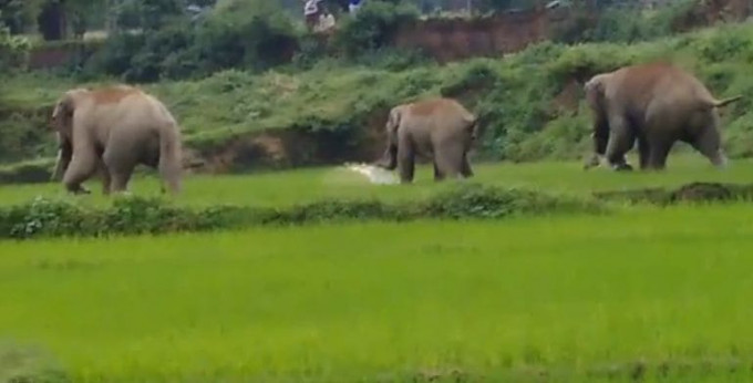 Слон затоптал школьника в Индии