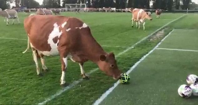 Стадо коров прервало футбольный матч в Гернси (Видео)