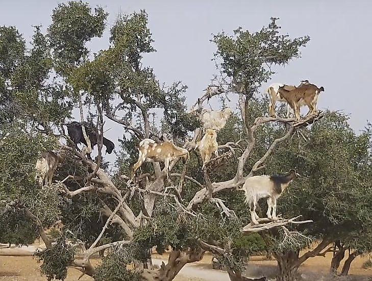 Африканские фермеры использовали коз, стоящих на деревьях в качестве туристической афёры ▶