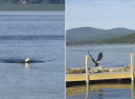 Белоголовый орлан совершил заплыв по озеру, на глазах у шокированного туриста ▶