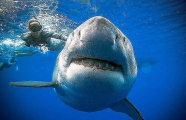Гигантскую белую акулу привлекла туша кита у Гавайских островов ▶ 2