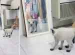 Грозный котёнок не смог проучить «наглеца», обнаруженного им в зеркале