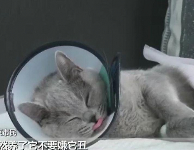 Китаянка подвергла свою кошку пластической операции, чтобы исправить форму её глаз ▶