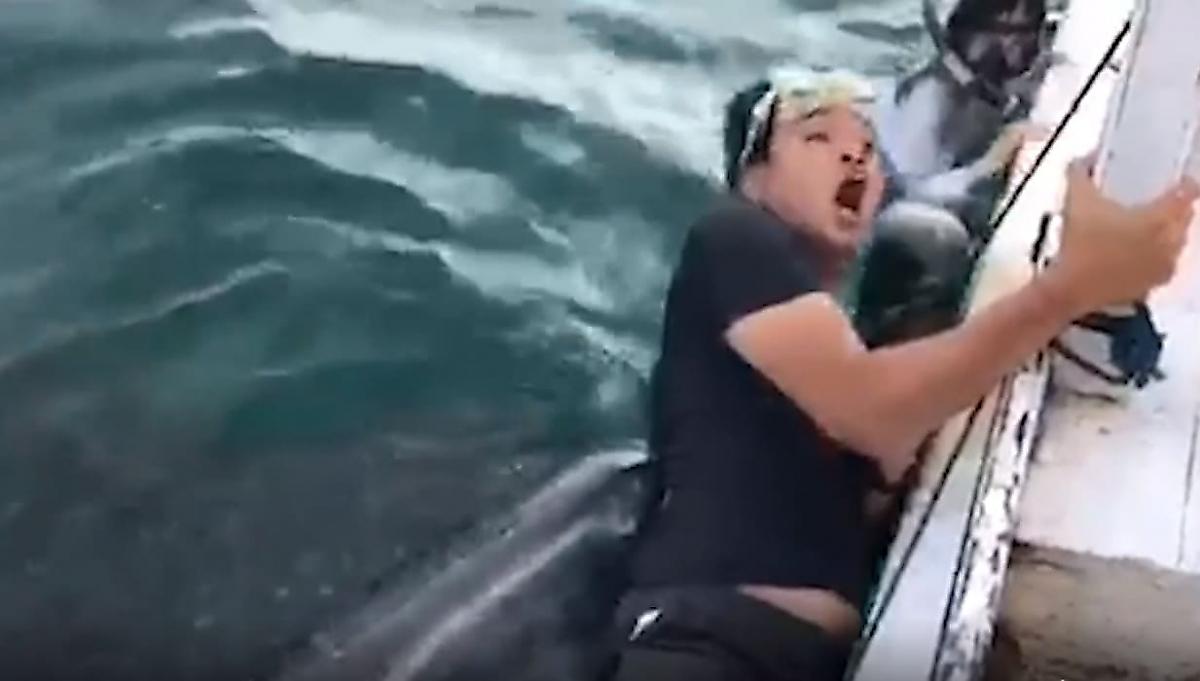 Китовая акула не на шутку напугала туриста, делающего с ней селфи